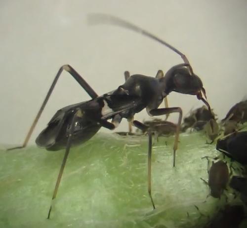 Alloeomimus unifasciatus